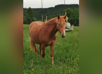 More ponies/small horses, Gelding, 2 years, 14,2 hh, Chestnut-Red