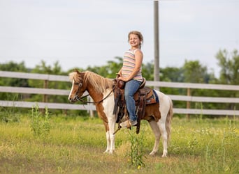 More ponies/small horses, Gelding, 3 years, 10 hh, Pinto