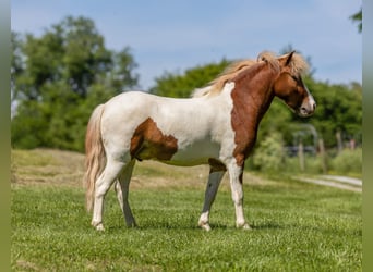 More ponies/small horses, Gelding, 3 years, 10 hh, Pinto