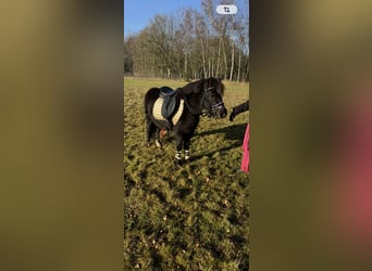 More ponies/small horses, Gelding, 3 years, 11,2 hh, Black