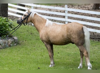 More ponies/small horses Mix, Gelding, 3 years, 11,2 hh, Palomino