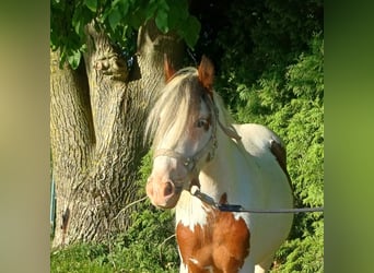 More ponies/small horses, Gelding, 3 years, 11,2 hh, Pinto