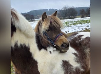 More ponies/small horses, Gelding, 3 years, 12.1 hh, Pinto
