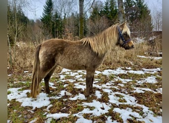 More ponies/small horses, Gelding, 3 years, 12.1 hh, Pinto