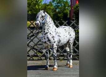 More ponies/small horses, Gelding, 3 years, 12.3 hh, Leopard-Piebald