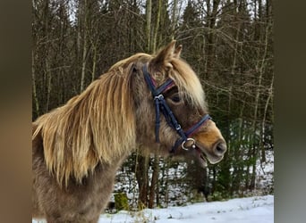 More ponies/small horses, Gelding, 3 years, 12,1 hh, Pinto