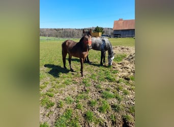 More ponies/small horses, Gelding, 3 years, 13.1 hh, Brown