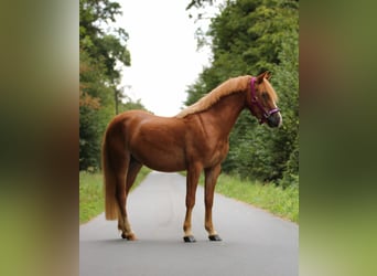 More ponies/small horses, Gelding, 3 years, 13.1 hh, Chestnut-Red