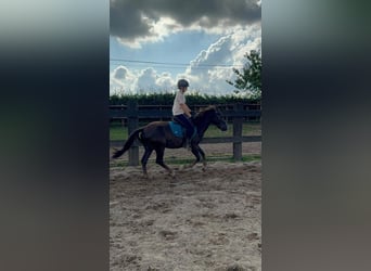 More ponies/small horses Mix, Gelding, 3 years, 13.2 hh, Chestnut