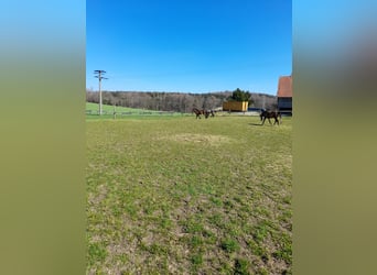 More ponies/small horses, Gelding, 3 years, 13,1 hh, Brown