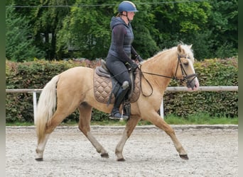 More ponies/small horses, Gelding, 3 years, 13,1 hh, Palomino
