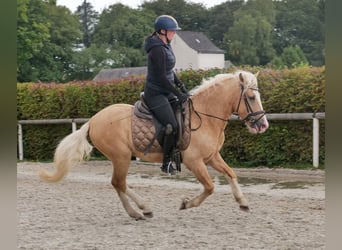 More ponies/small horses, Gelding, 3 years, 13,1 hh, Palomino
