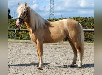 More ponies/small horses, Gelding, 3 years, 13,1 hh, Palomino