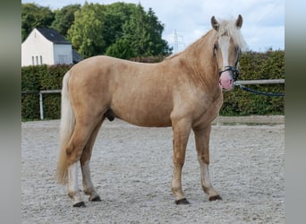 More ponies/small horses, Gelding, 3 years, 13,1 hh, Palomino