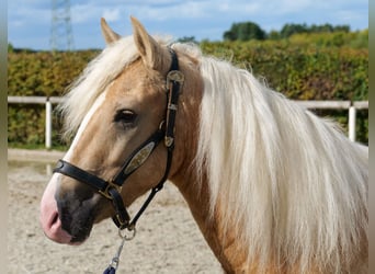 More ponies/small horses, Gelding, 3 years, 13,1 hh, Palomino