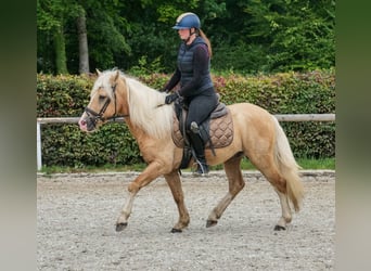 More ponies/small horses, Gelding, 3 years, 13,1 hh, Palomino