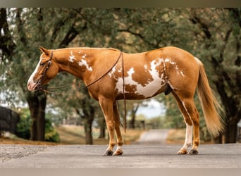 More ponies/small horses, Gelding, 3 years, 13,2 hh, Pinto