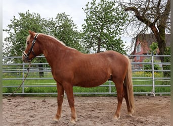 More ponies/small horses, Gelding, 3 years, 13,3 hh, Chestnut-Red