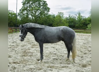 More ponies/small horses, Gelding, 3 years, 14.1 hh, Grey-Dark-Tan