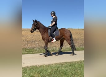 More ponies/small horses, Gelding, 3 years, 14.2 hh