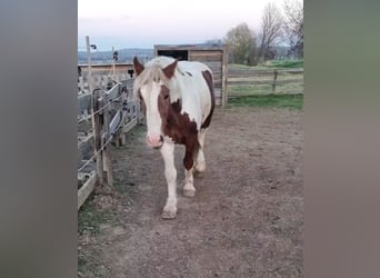 More ponies/small horses, Gelding, 3 years, 14.2 hh, Pinto