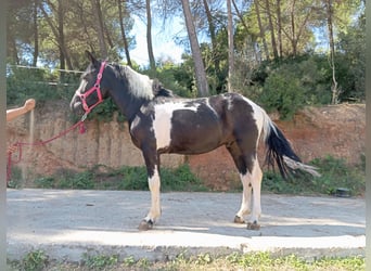 More ponies/small horses, Gelding, 3 years, 14 hh, Pinto