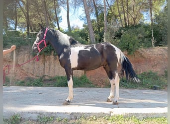 More ponies/small horses, Gelding, 3 years, 14 hh, Pinto