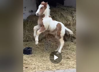 More ponies/small horses, Gelding, 3 years, 14,2 hh, Pinto