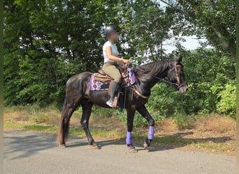 More ponies/small horses, Gelding, 3 years, 15.1 hh, Black