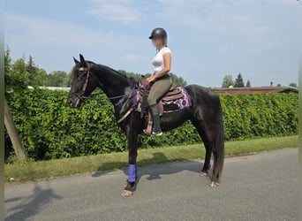 More ponies/small horses, Gelding, 3 years, 15.1 hh, Black