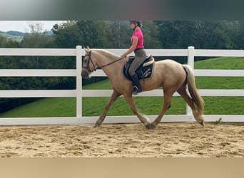 More ponies/small horses, Gelding, 3 years, 15.1 hh, Palomino