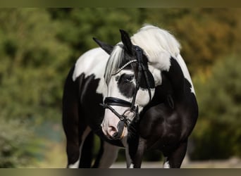 More ponies/small horses, Gelding, 3 years, 15.2 hh, Pinto