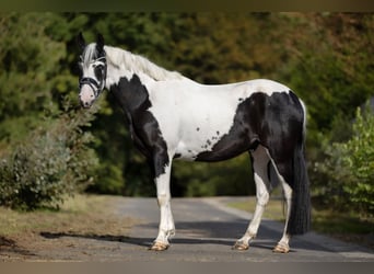 More ponies/small horses, Gelding, 3 years, 15.2 hh, Pinto