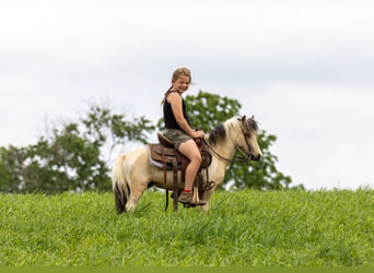 More ponies/small horses, Gelding, 3 years, 8.2 hh, Pinto