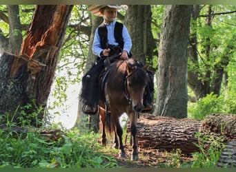 More ponies/small horses, Gelding, 3 years, 8,1 hh