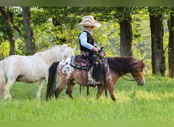 More ponies/small horses, Gelding, 3 years, 8,1 hh