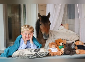 More ponies/small horses, Gelding, 3 years, 8,1 hh