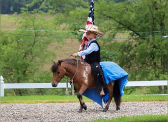 More ponies/small horses, Gelding, 3 years, 8,1 hh