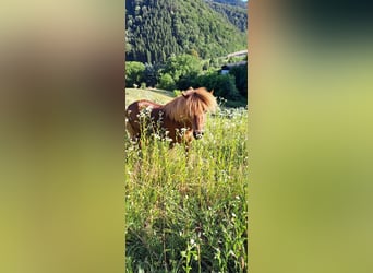 More ponies/small horses, Gelding, 3 years, 9.2 hh, Chestnut-Red