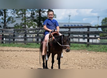 More ponies/small horses, Gelding, 3 years, 9 hh, Bay