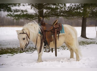 More ponies/small horses, Gelding, 3 years, 9 hh, Palomino