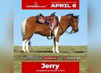 More ponies/small horses, Gelding, 3 years, 9 hh, Pinto