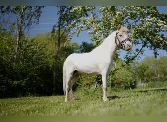 More ponies/small horses, Gelding, 3 years, 9,1 hh, Roan-Red