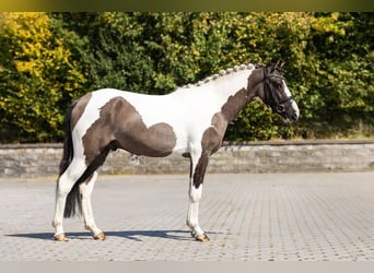 More ponies/small horses, Gelding, 3 years, Pinto