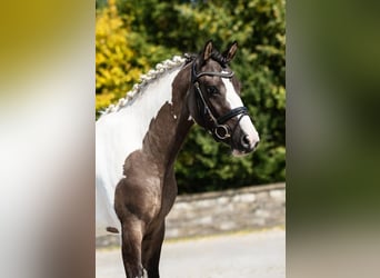 More ponies/small horses, Gelding, 3 years, Pinto