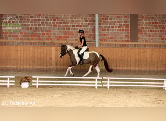 More ponies/small horses, Gelding, 3 years, Pinto