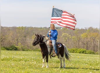 More ponies/small horses, Gelding, 4 years, 10.1 hh, Pinto