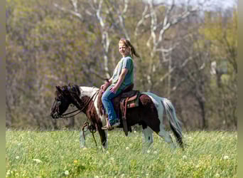 More ponies/small horses, Gelding, 4 years, 10.1 hh, Pinto