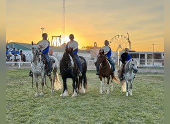 More ponies/small horses, Gelding, 4 years, 10 hh, Grey