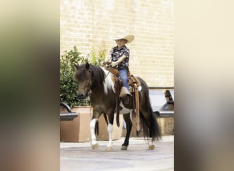 More ponies/small horses, Gelding, 4 years, 10 hh, Pinto